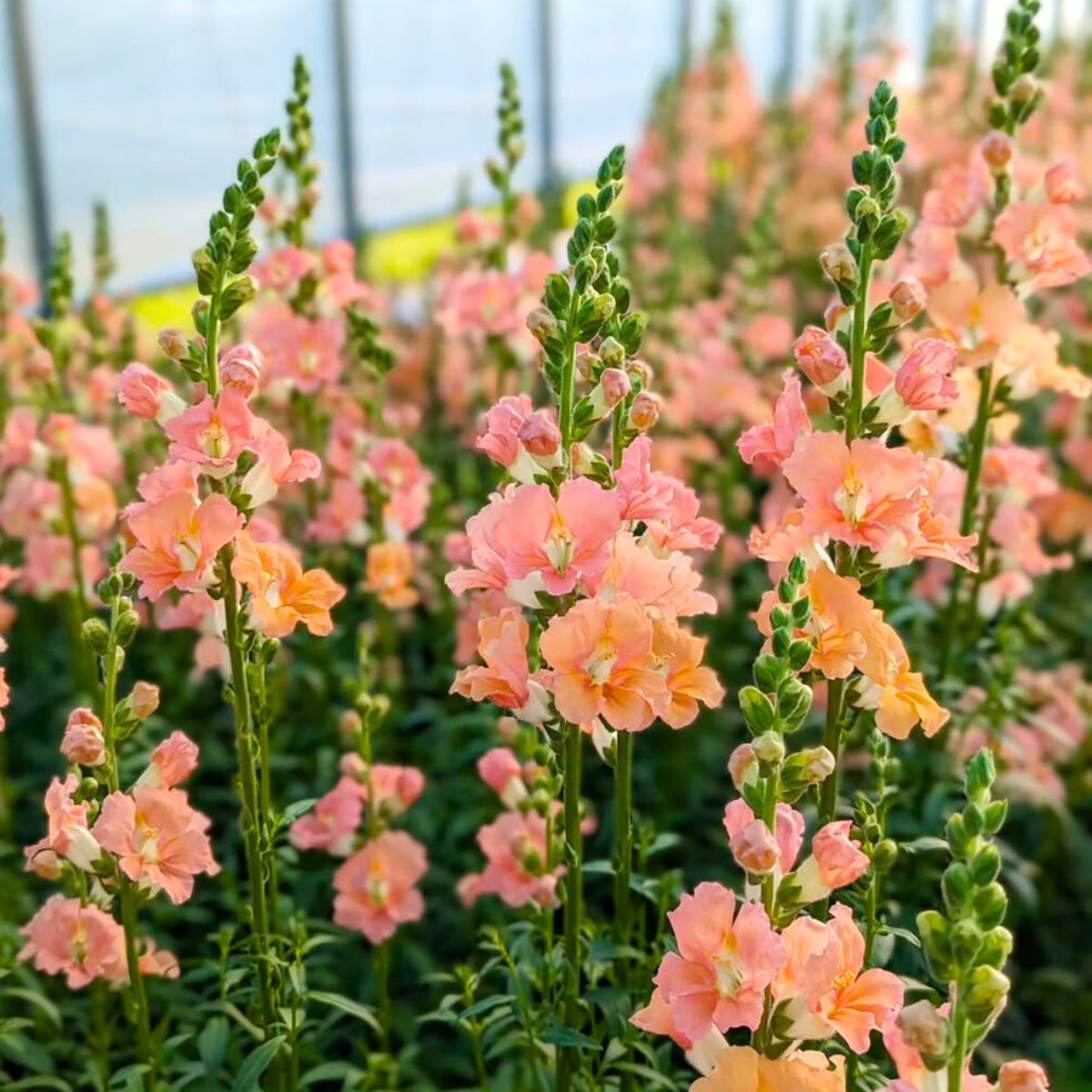Soft pastel colored snapdragons being grown