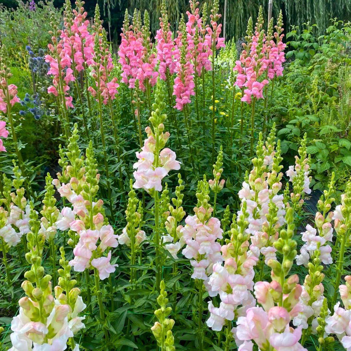 White and pink mixed snapdragons