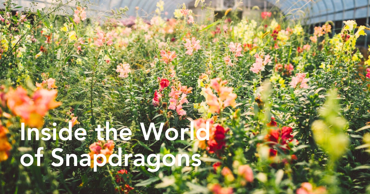 Snapdragon flower meaning and symbolism - Thursd Article Header Image