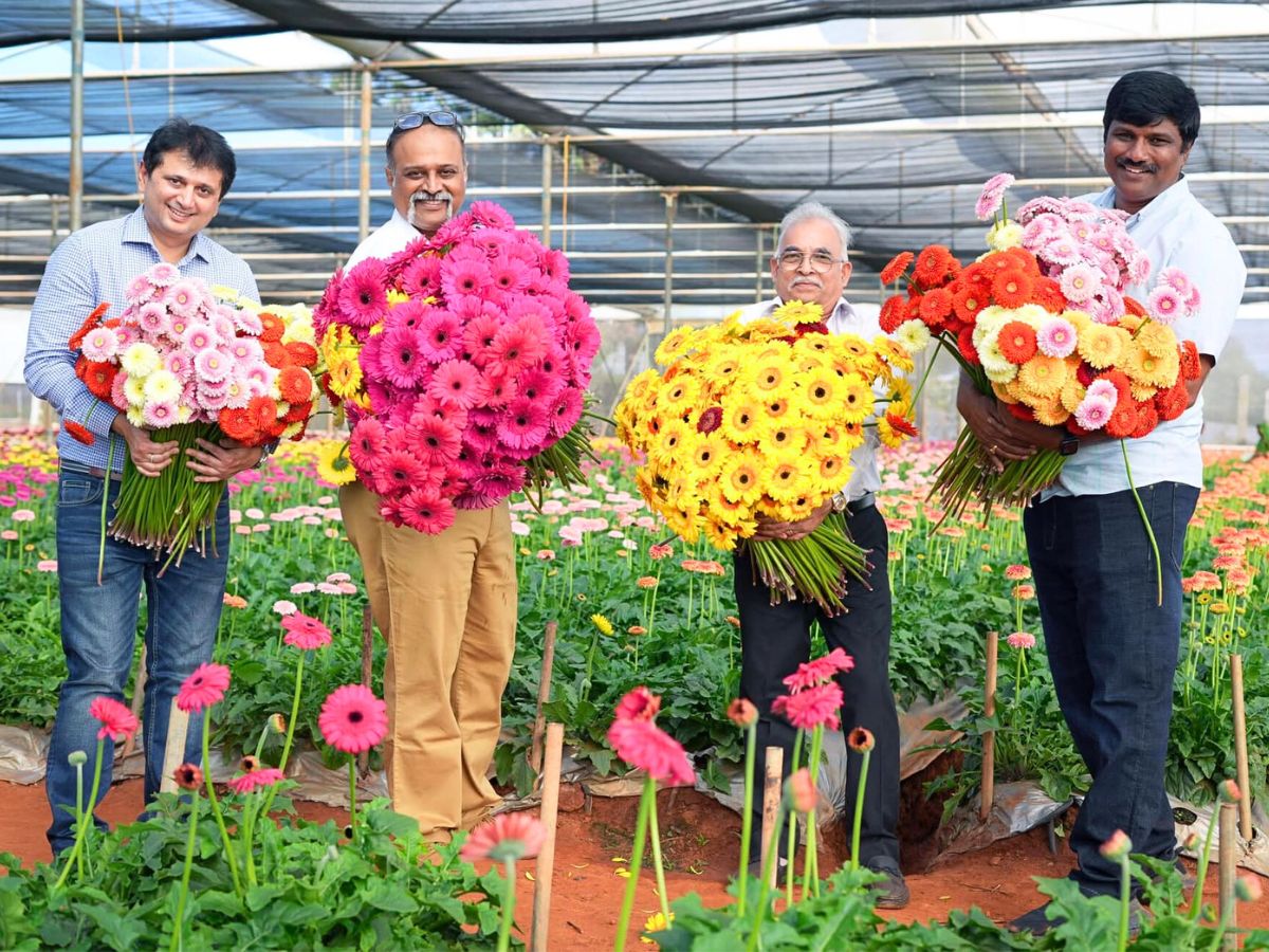 Srikanth displays beautiful gerberas harvested from his farm 10 Questions to Srikanth