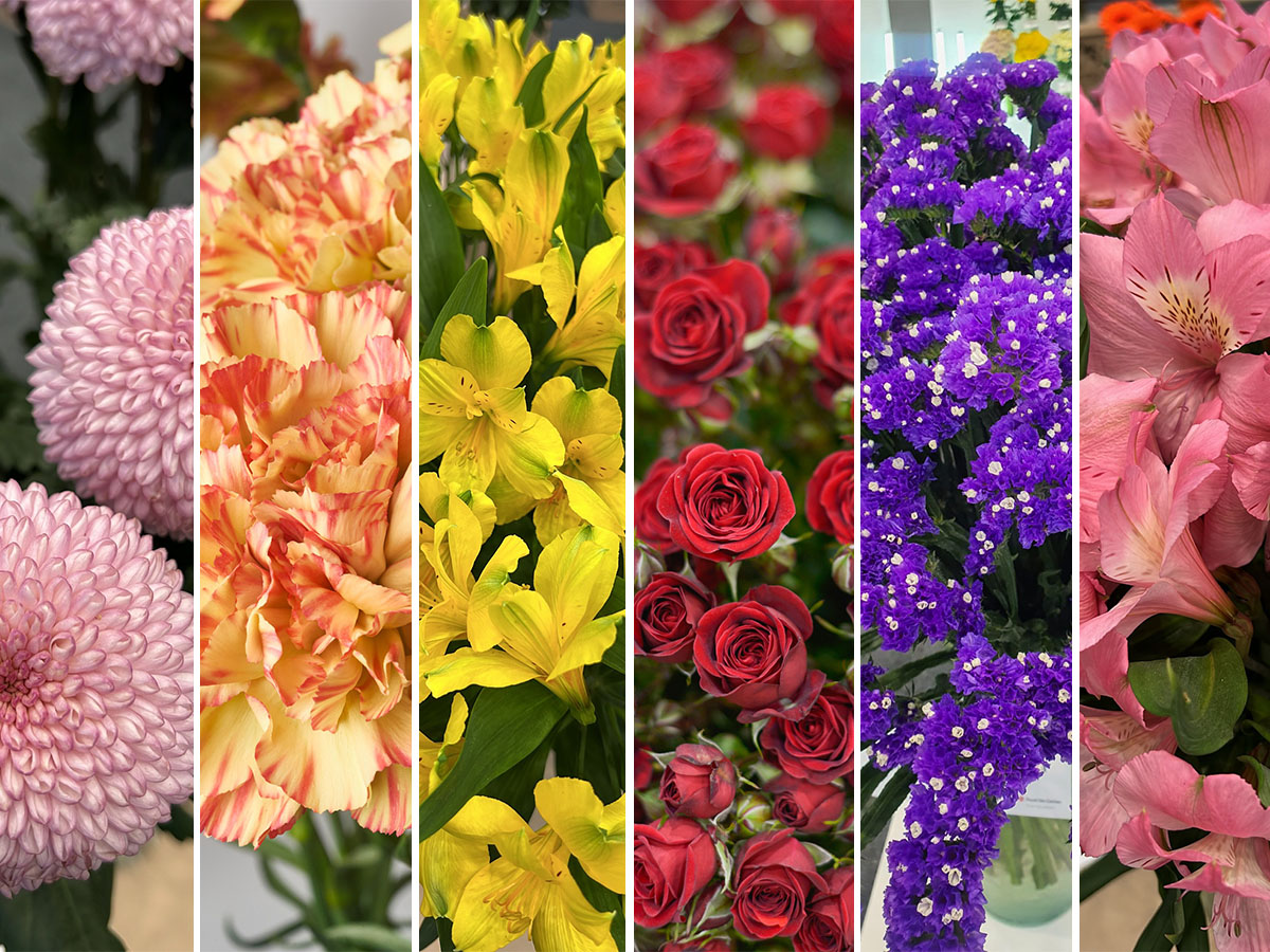 Asocolflores Proflora 2025 six flowers diversification