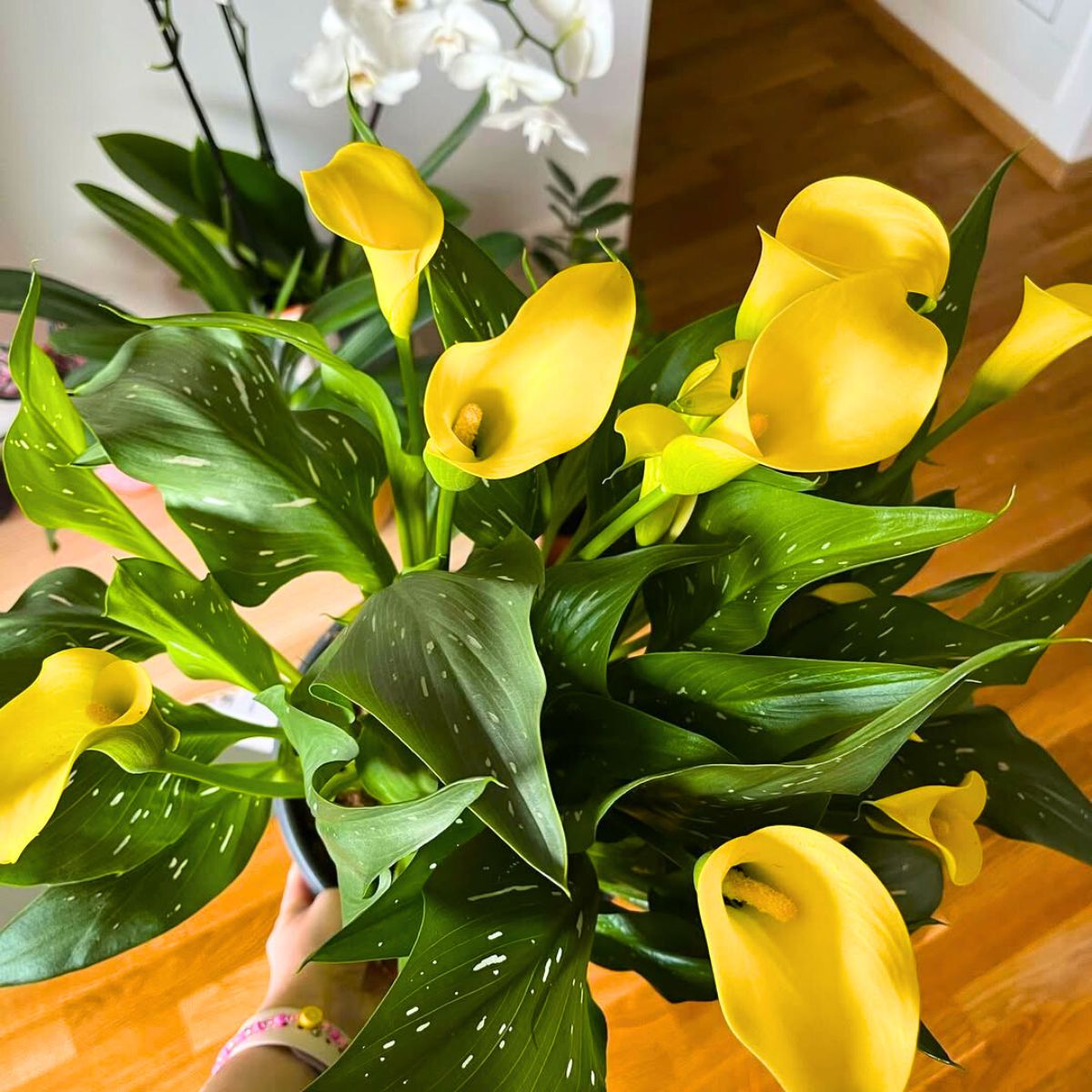 Yellow callas in a pot as the perfect gift