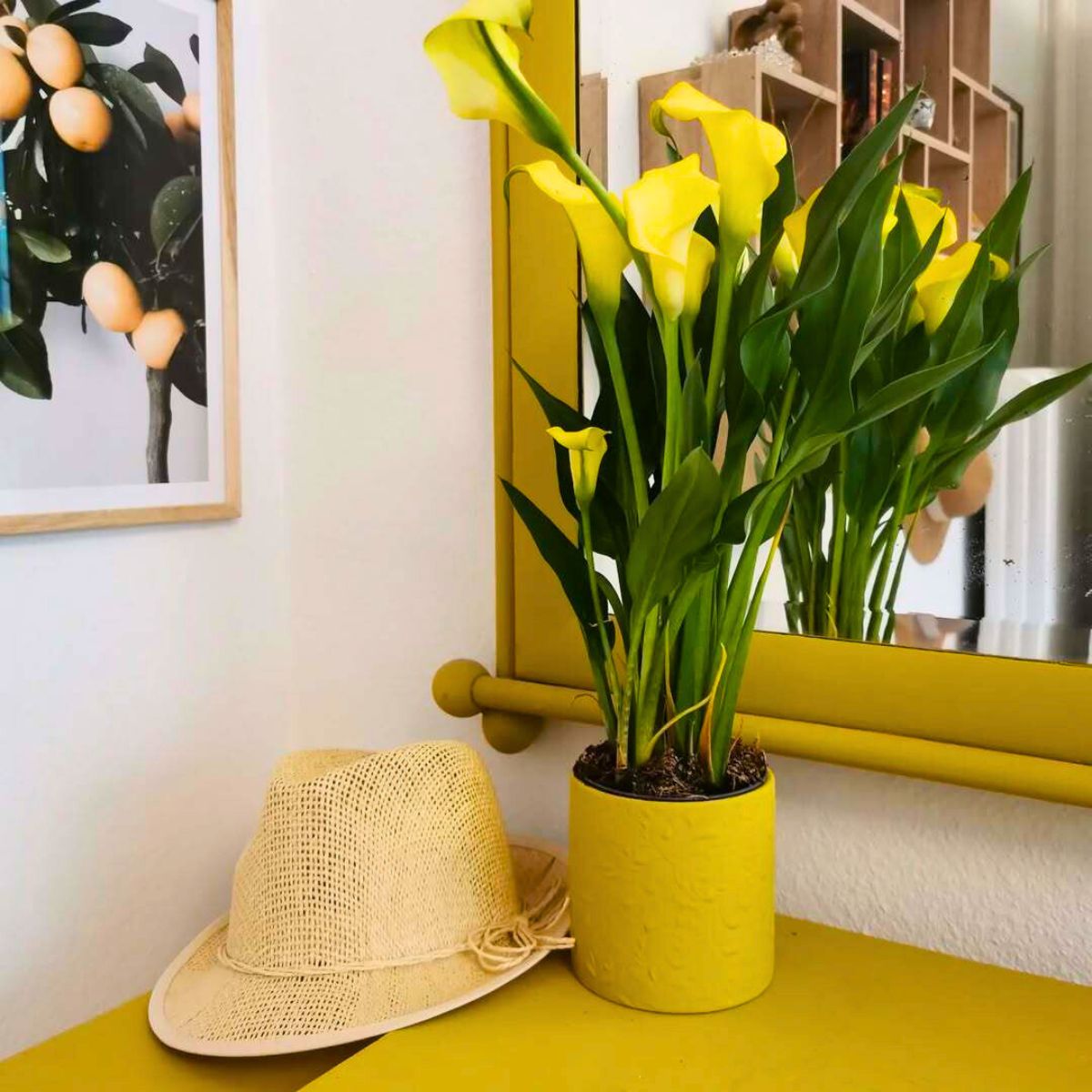 Yellow callas in a pot decorating an indoor space