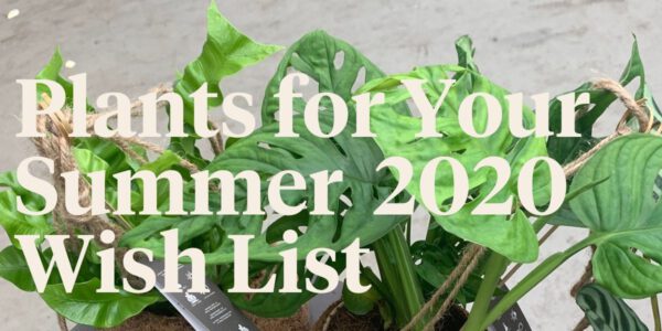 20 Best Plants for Summer 2020 on Thursd. - Header
