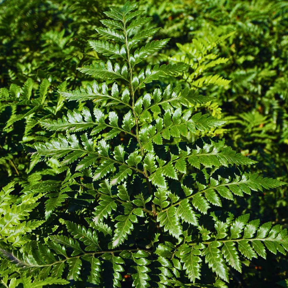 Leatherleaf All You’d Have Loved to Know About Ferns.