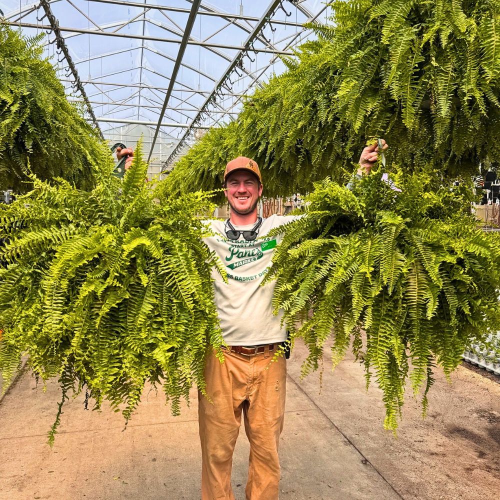 Fern Quiet Ferns Stand for So Much You’d Be Delighted to Know