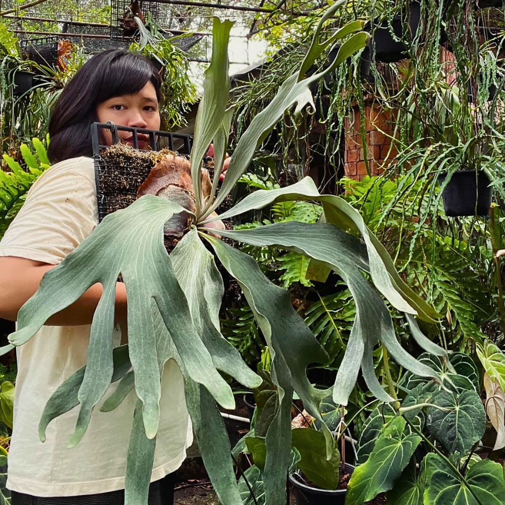 Staghorn fern All You’d Have Loved to Know About Ferns.