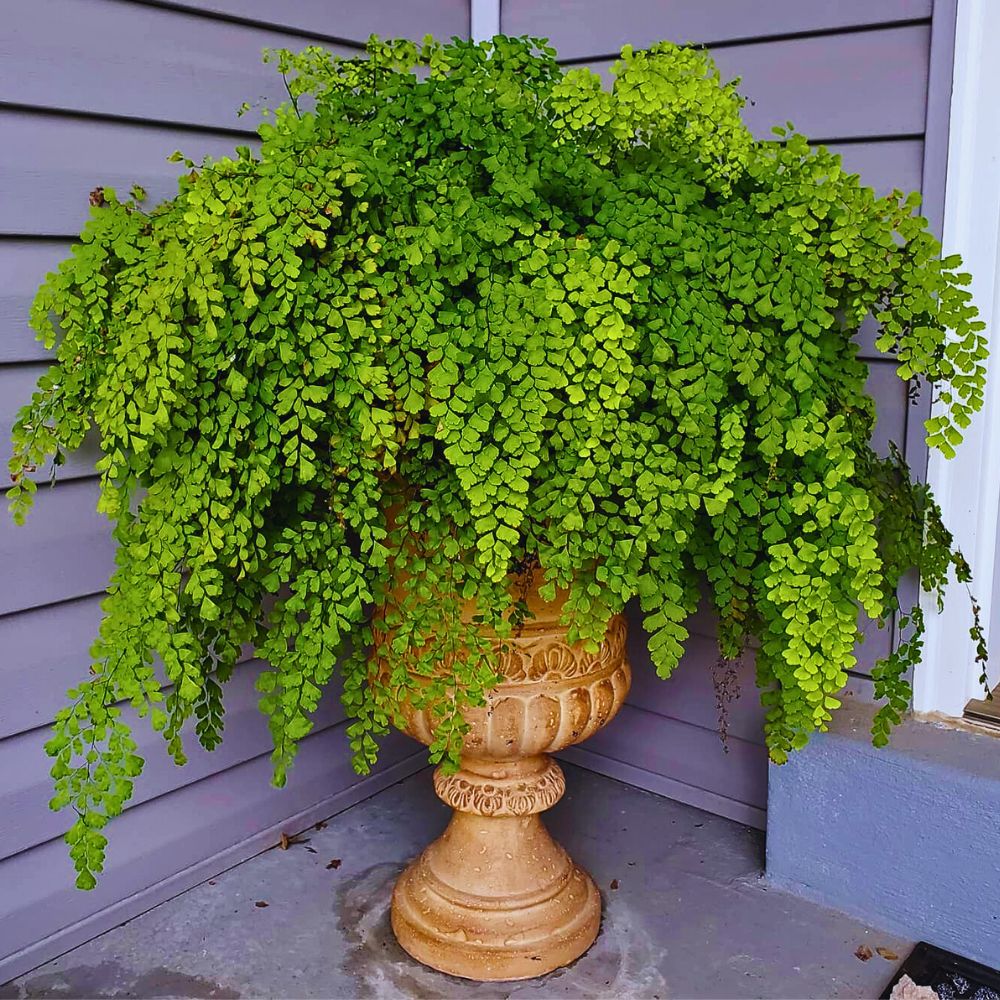 Maidenhair fern All You’d Have Loved to Know About Ferns.