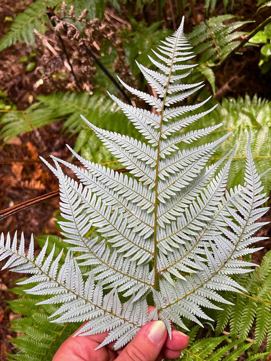 Silver fern All You’d Have Loved to Know About Ferns.