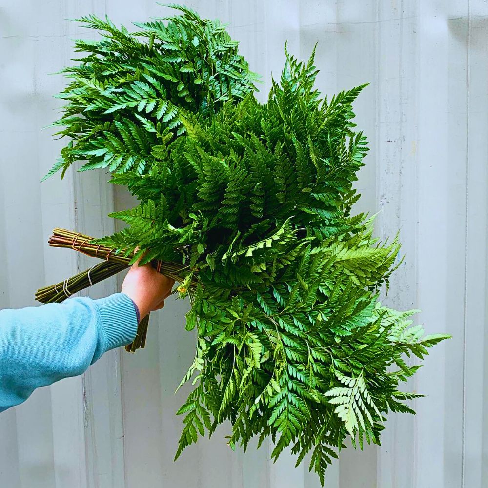 Leatherleaf ferns All You’d Have Loved to Know About Ferns.