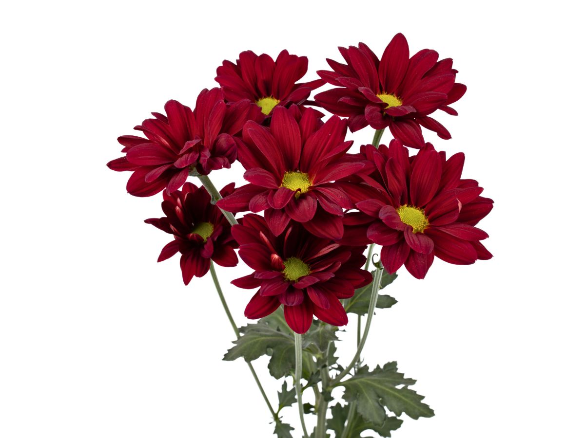 Amor Crimson Chrysanthemum by Danziger Amor Crimson Chrysanthemum by Danziger