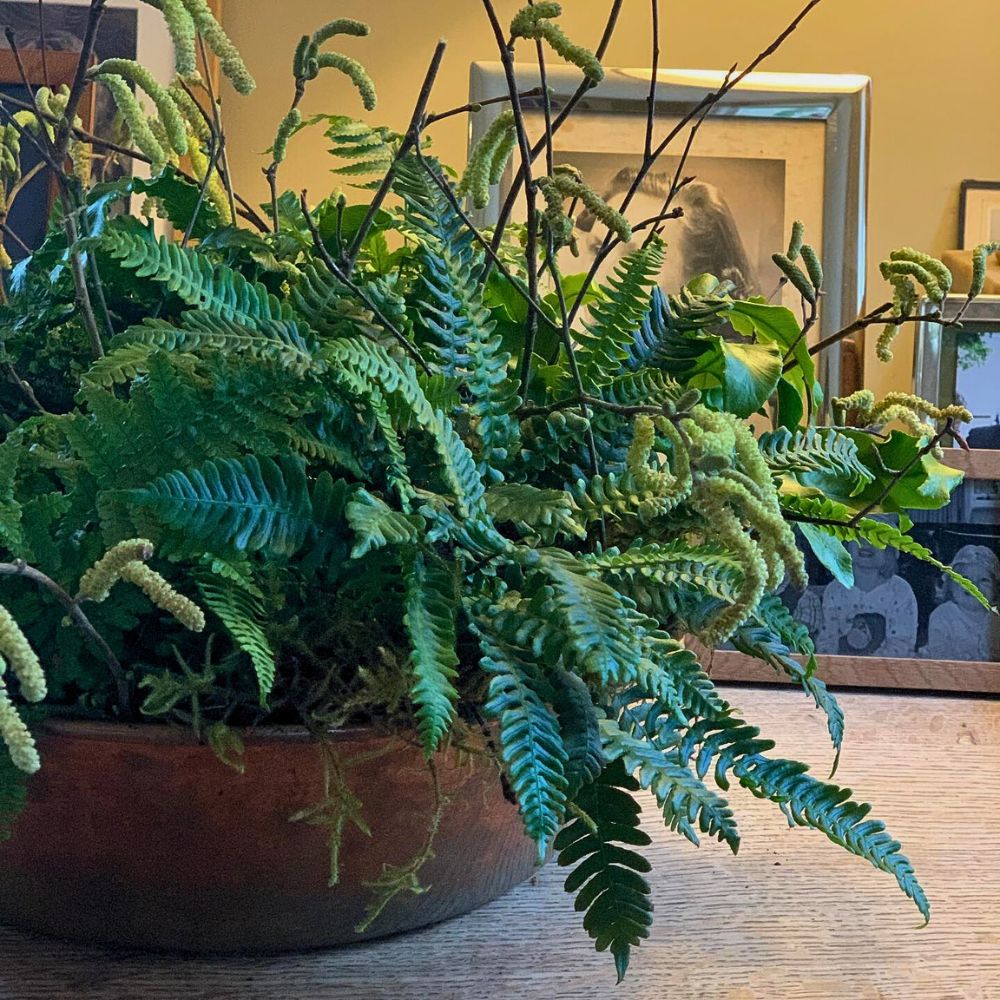 Ferns in a design All You’d Have Loved to Know About Ferns.