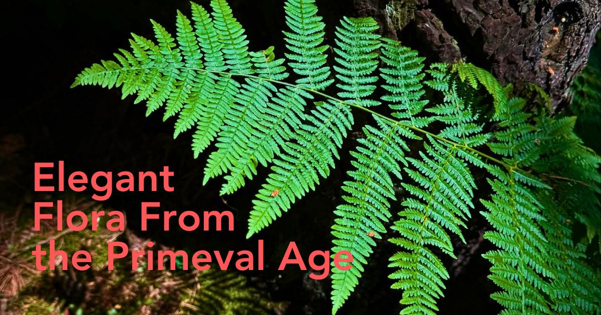 All You’d Have Loved to Know About Ferns.