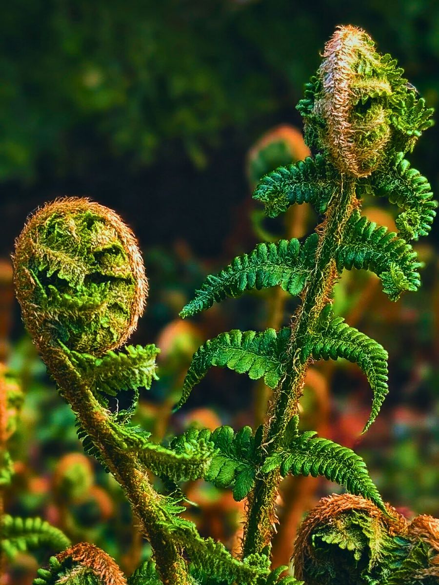 Ferns All You’d Have Loved to Know About Ferns.