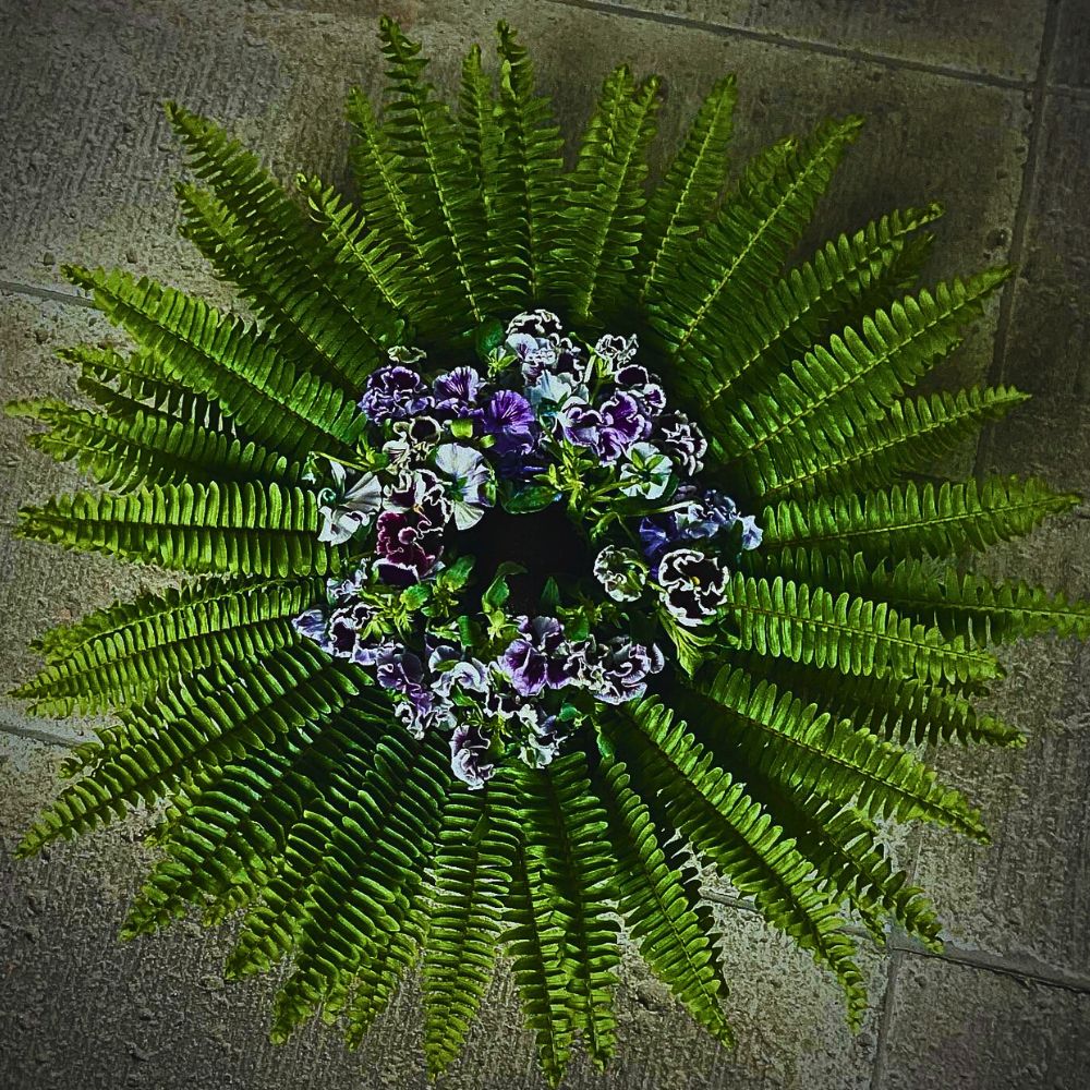 Fern fronds in a design All You’d Have Loved to Know About Ferns.