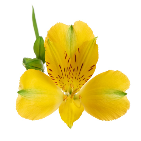 Wouter Jongkind - Alstroemeria Sunny Lady