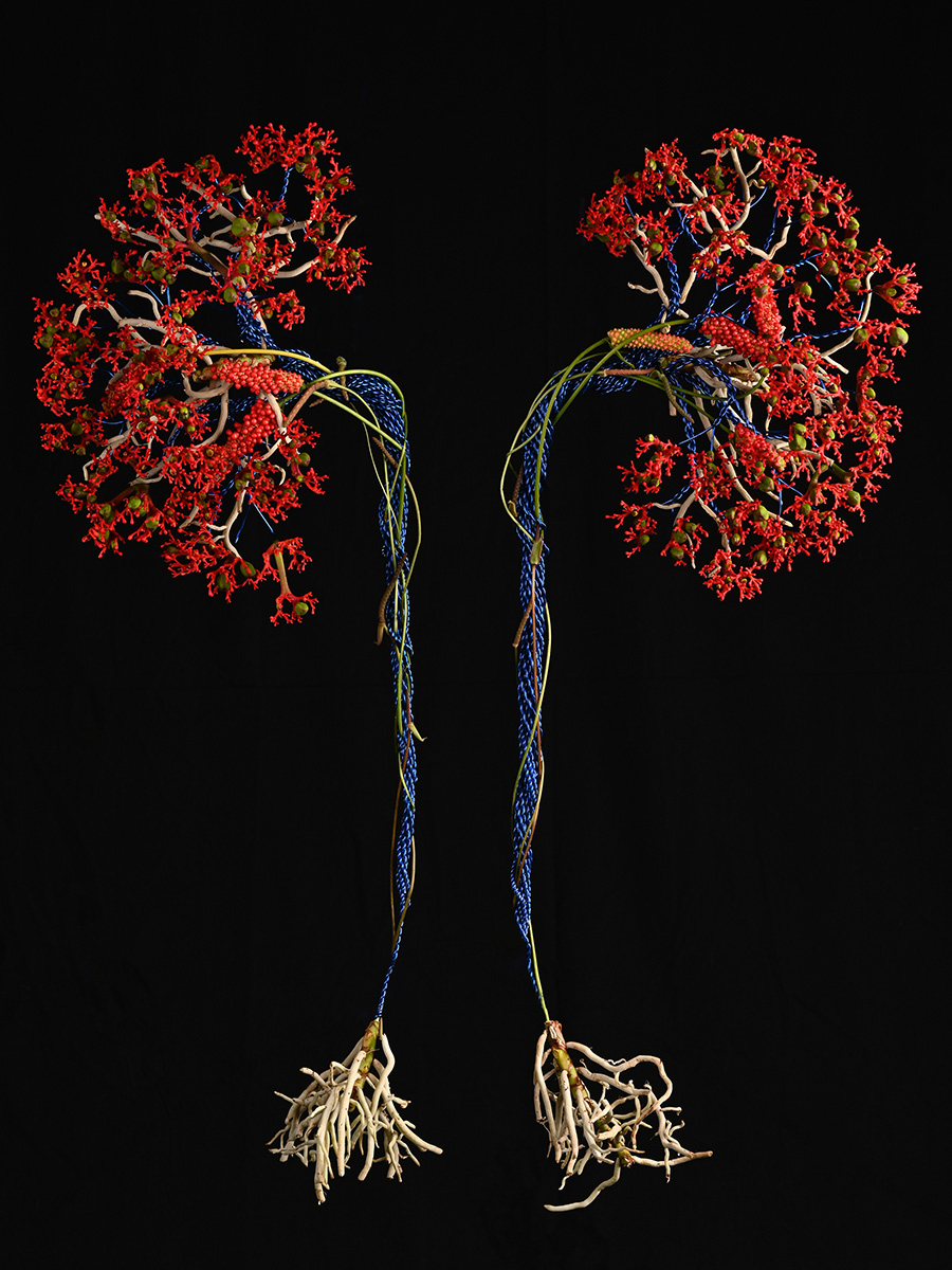 Marginpar design Jatropha Gabor Nagy