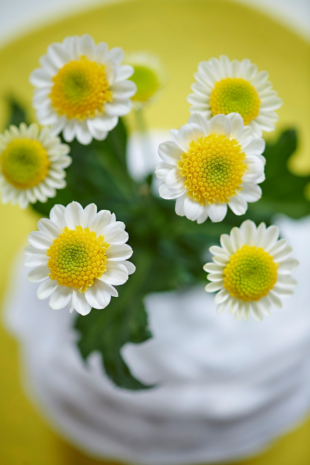 Wouter Jongkind - Pot Chrysanthemum