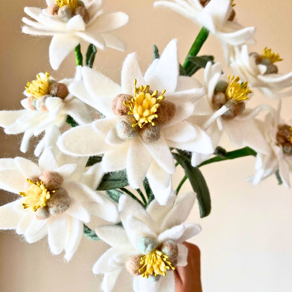 The ever beautiful Edelweiss flower Edelweiss flower