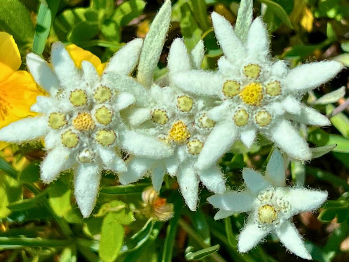 Edelweiss flower growing in nature Klein Löwenfuss is one of the names used to describe this flower; Inset: Edelweiss flower growing in nature