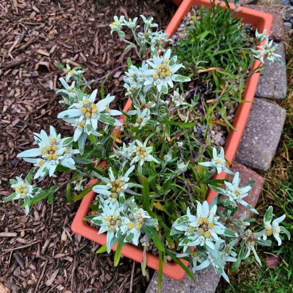 Potted Edelweiss flower potted Edelweiss flower