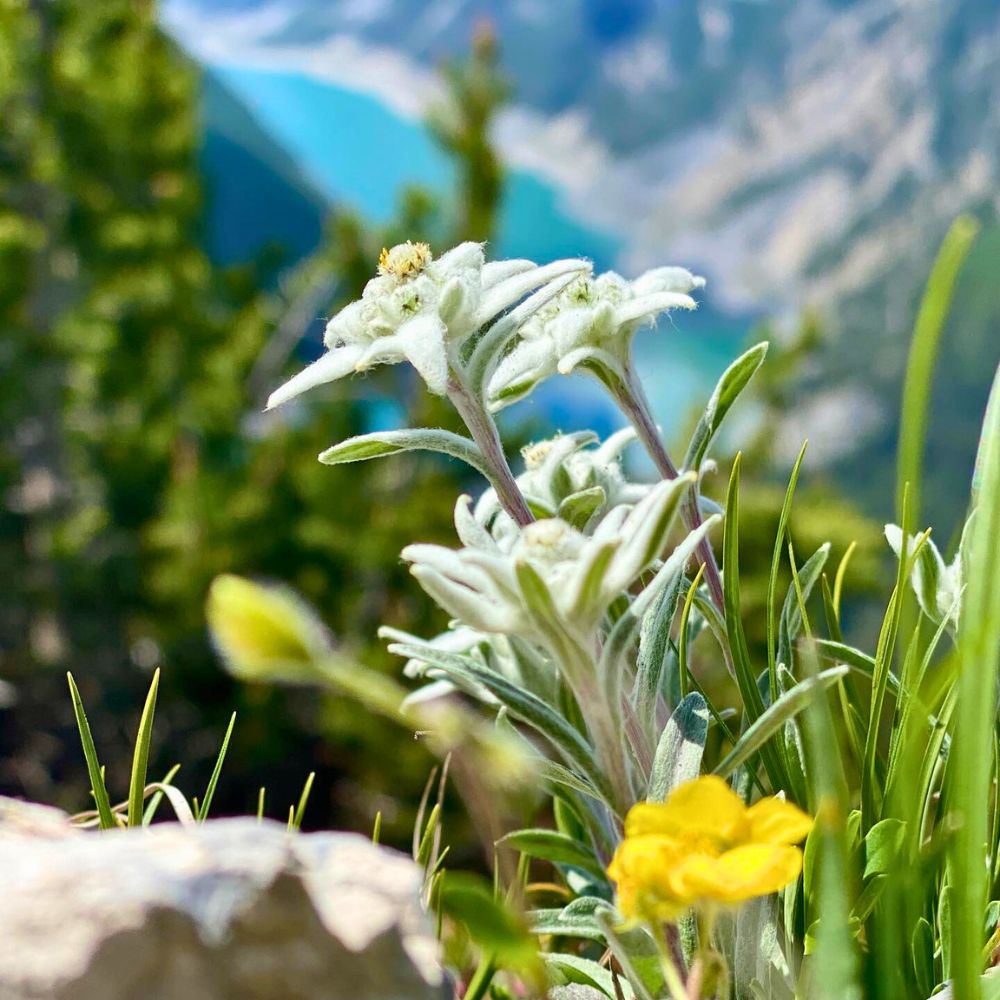 Edelweiss flower growing in the high altitudes Edelweiss has its strong roots with Switzerland and the Swiss Alps region as well as other parts of Europe; Inset - Edelweiss flower growing in high altitudes
