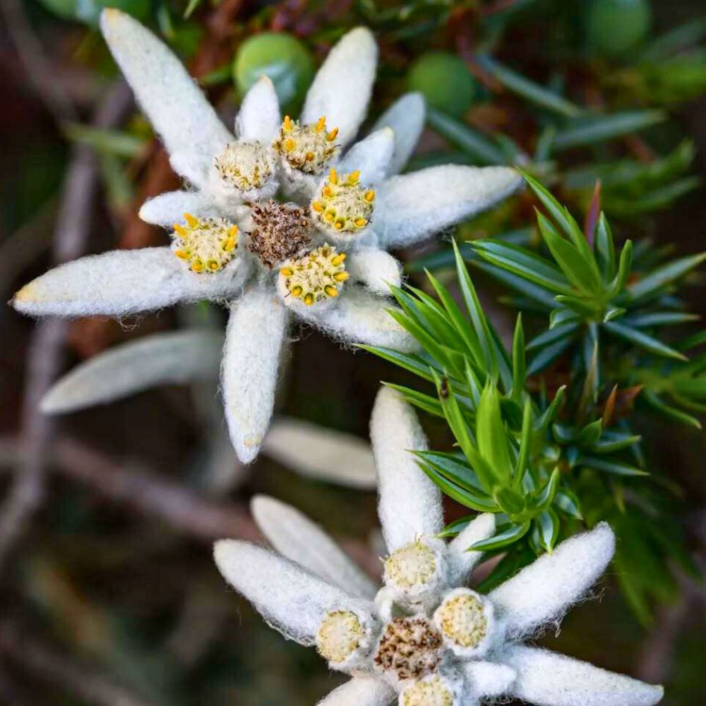 One single flower of edelweiss blooming in nature One single flower of edelweiss blooming in nature