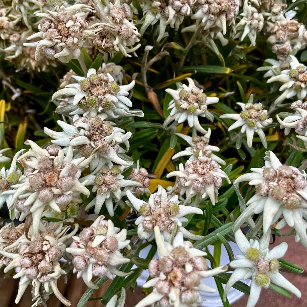Fully open edelweiss flower Edelweiss flower