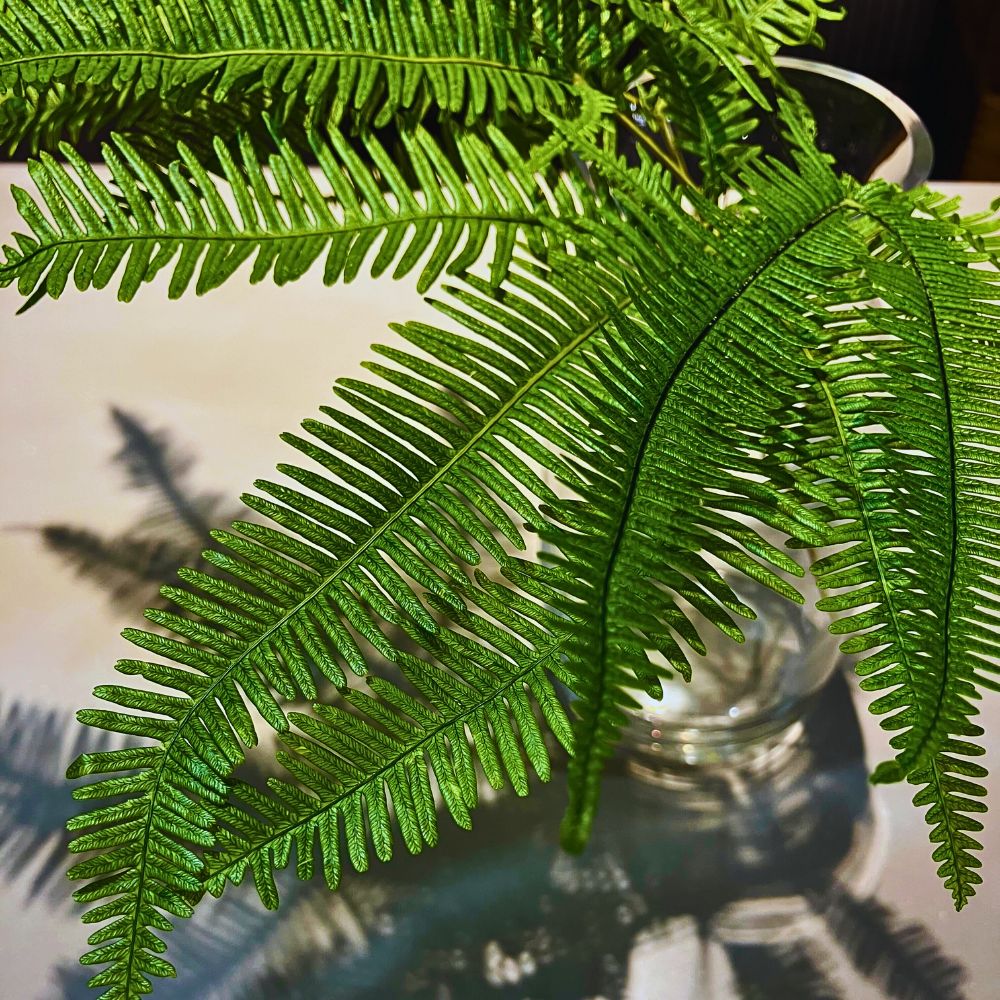 Preserved fern Japan’s Ohchi Farm Brings You the Best Preserved Flowers and Dried Floral Products.