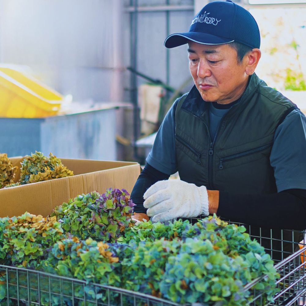 Hydrangea Japan’s Ohchi Farm Brings You the Best Preserved Flowers and Dried Floral Products.