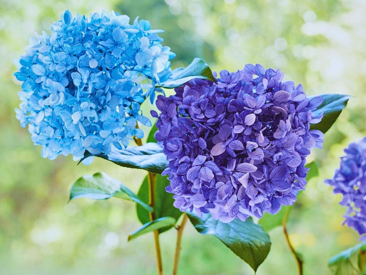 Hydrangea Japan’s Ohchi Farm Brings You the Best Preserved Flowers and Dried Floral Products.