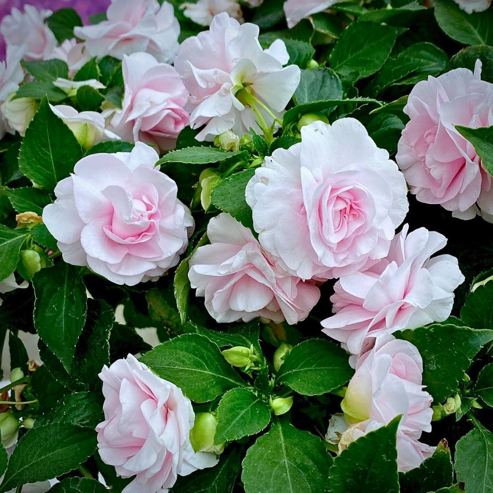 Glimmer Appleblossom from Ball Glimmer Appleblossom from Ball. these impatiens flower look great in window boxes and grow well with part shade and proper soil moisture