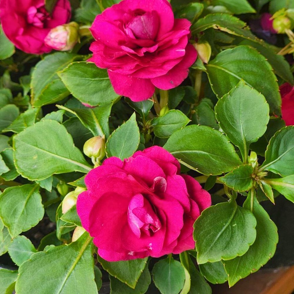 Glimmer Impatiens Hot Pink variety bred by Ball Glimmer Series Double Impatiens - flowers breaking, spreading and growing from its stems that could be as tall as 12 inches in length; Inset: Glimmer Impatiens Hot Pink variety bred by Ball