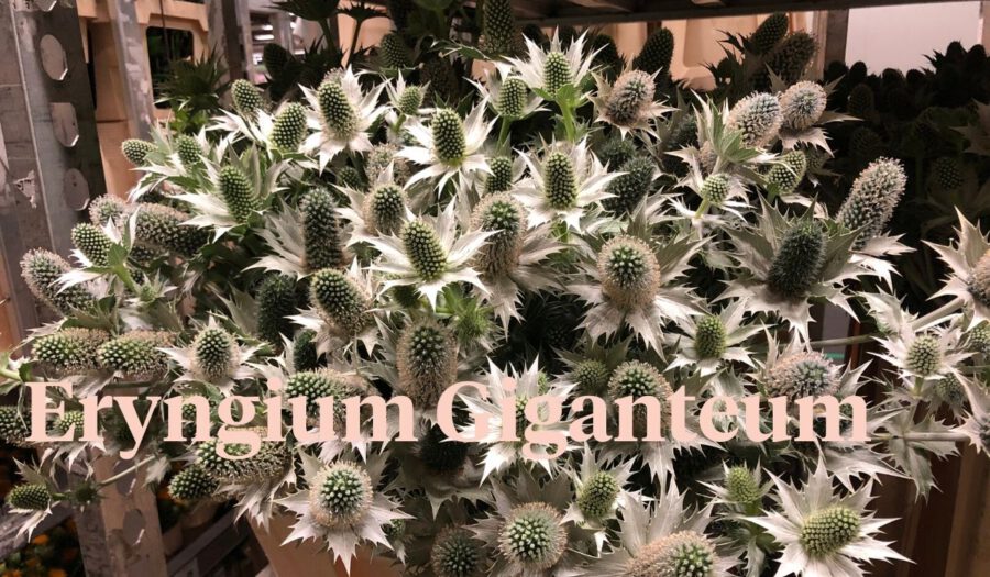 Peter's weekly Menu 27 - Eryngium Giganteum - On Thursd.