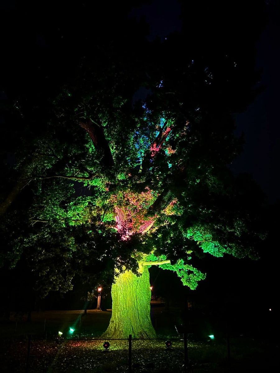 The Lighted Tree Was Special for Iwona Kwiatek