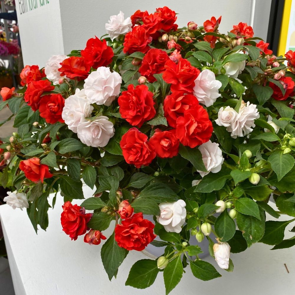 Glimmer Double Impatiens mixed from Ball double impatiens are proven winners when it comes to consistent flowering and are considered popular annuals; Inset: Glimmer Double Impatiens mixed from Ball