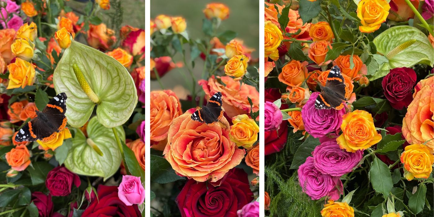 Magical Moment With Butterfly on Different Shades of Beautiful Roses