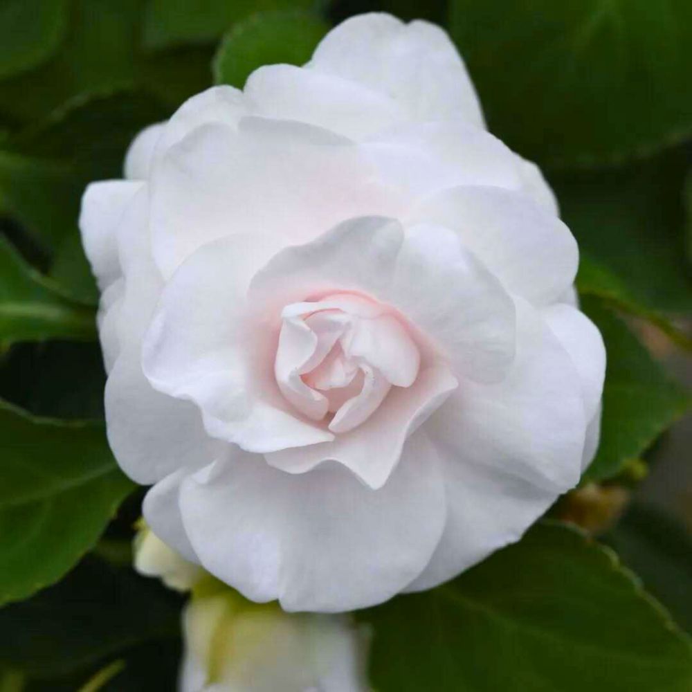 Impatiens Glimmer White Glimmer Series Double Impatiens - Photo of Impatiens Glimmer White