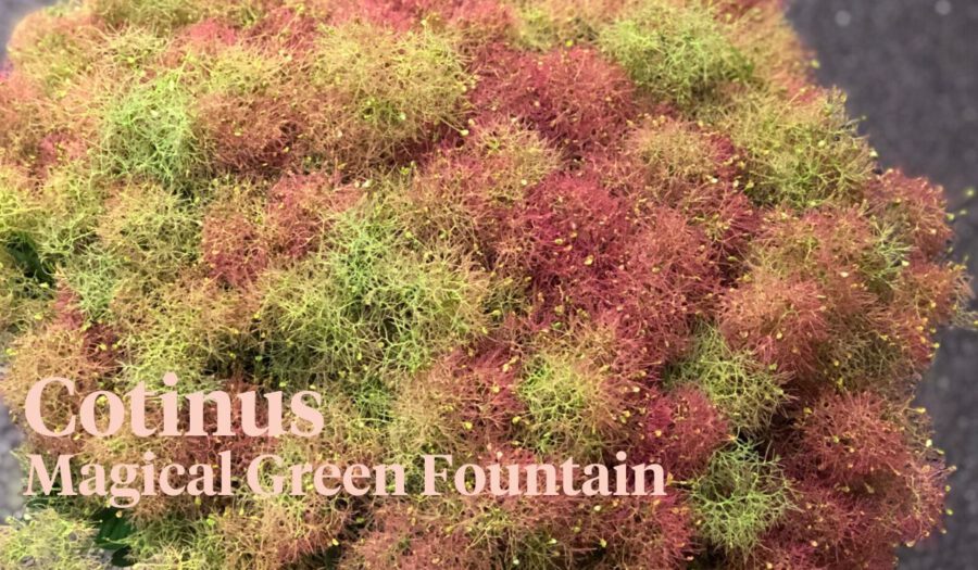 Peter's weekly Menu 27 - Cotinus Magical Green Fountain - On Thursd.