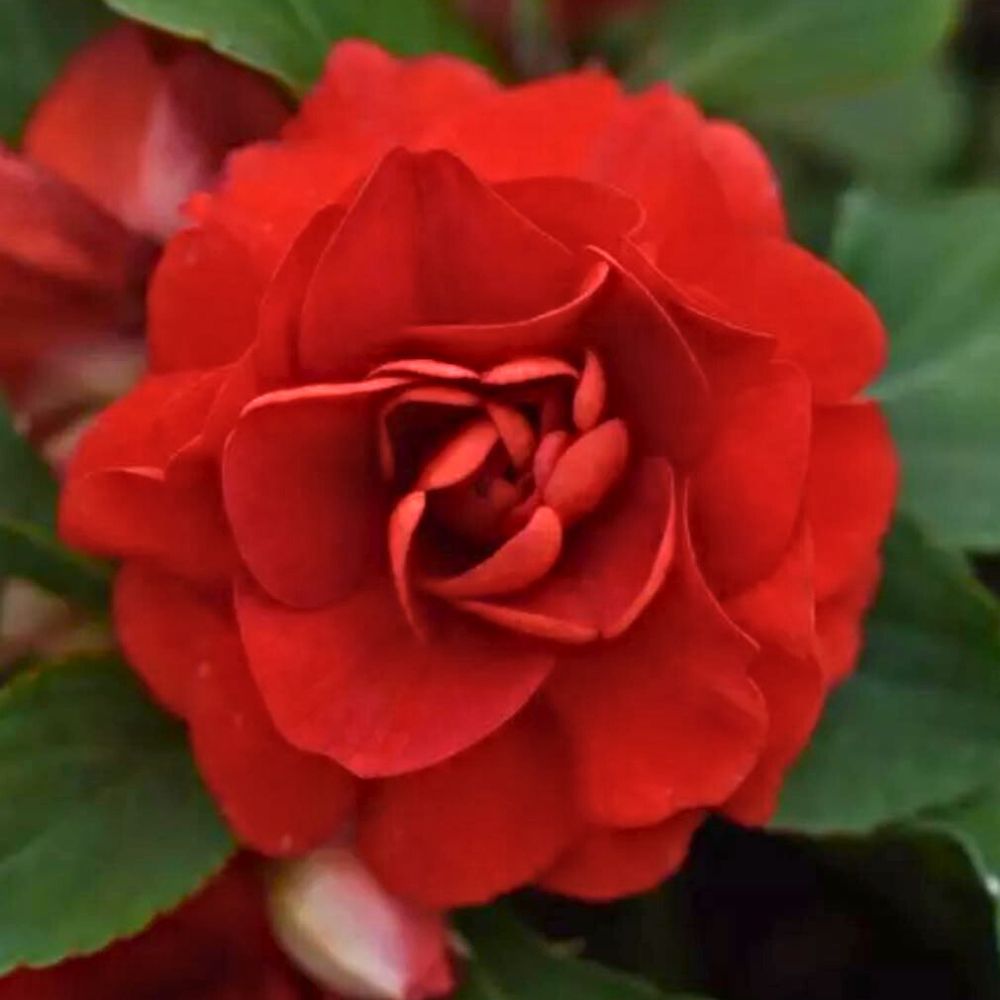 Impatiens Glimmer Dark Red Impatiens Glimmer Dark Red - searching the impatiens flower in this shade and spread is a common sight in terms of cut flower industry