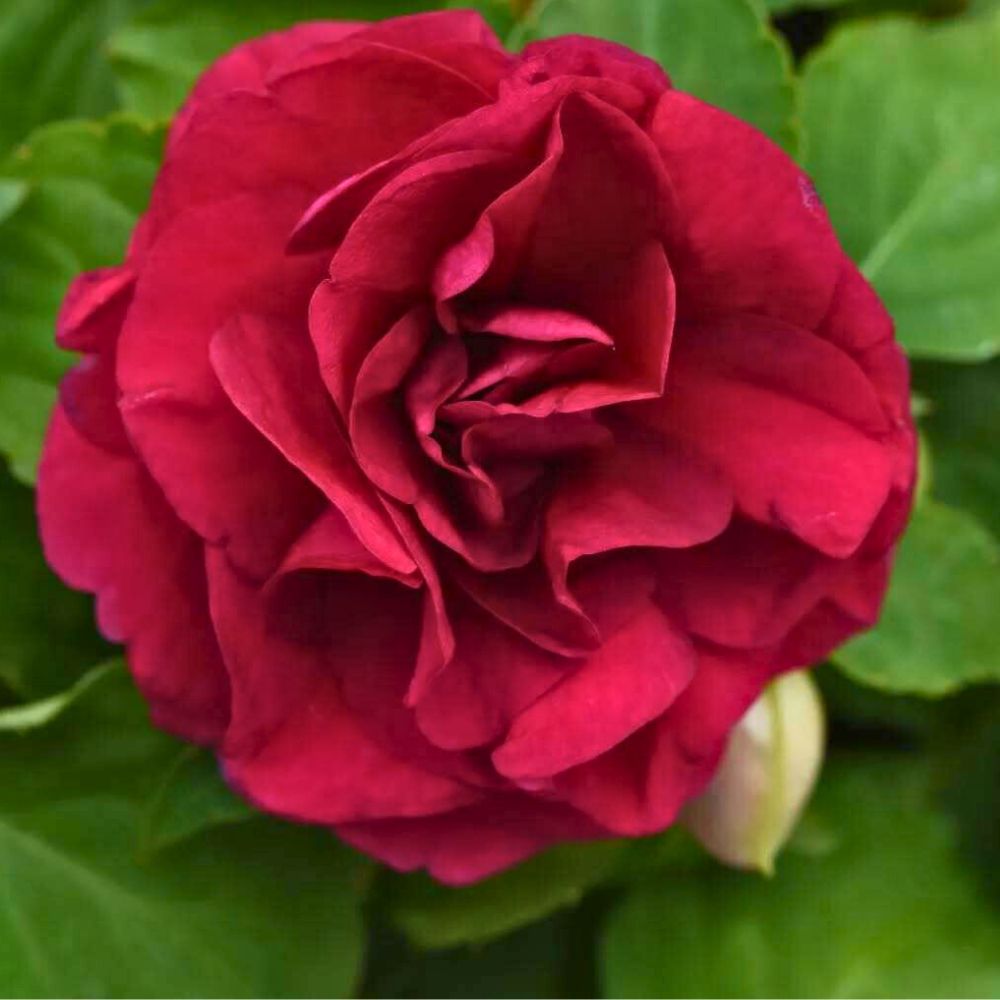 Impatiens Glimmer Burgundy Impatiens Glimmer Burgundy - these flowers look amazing in pot arrangements as they do in ground