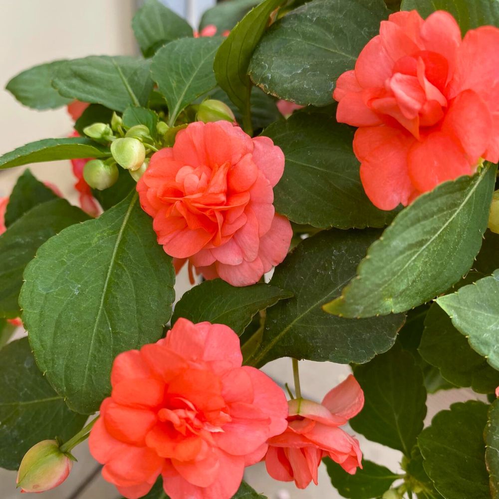 Impatiens Glimmer Salmon Impatiens Glimmer Salmon - these annual flowers grow well and in proper shades from buds when nutrient is provided properly making it a proven winner when it comes to blooming as an annual