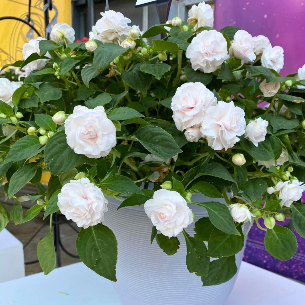 Glimmer Series Double Impatiens Glimmer Series Double Impatiens kept in a pot; scientific name Impatiens walleriana