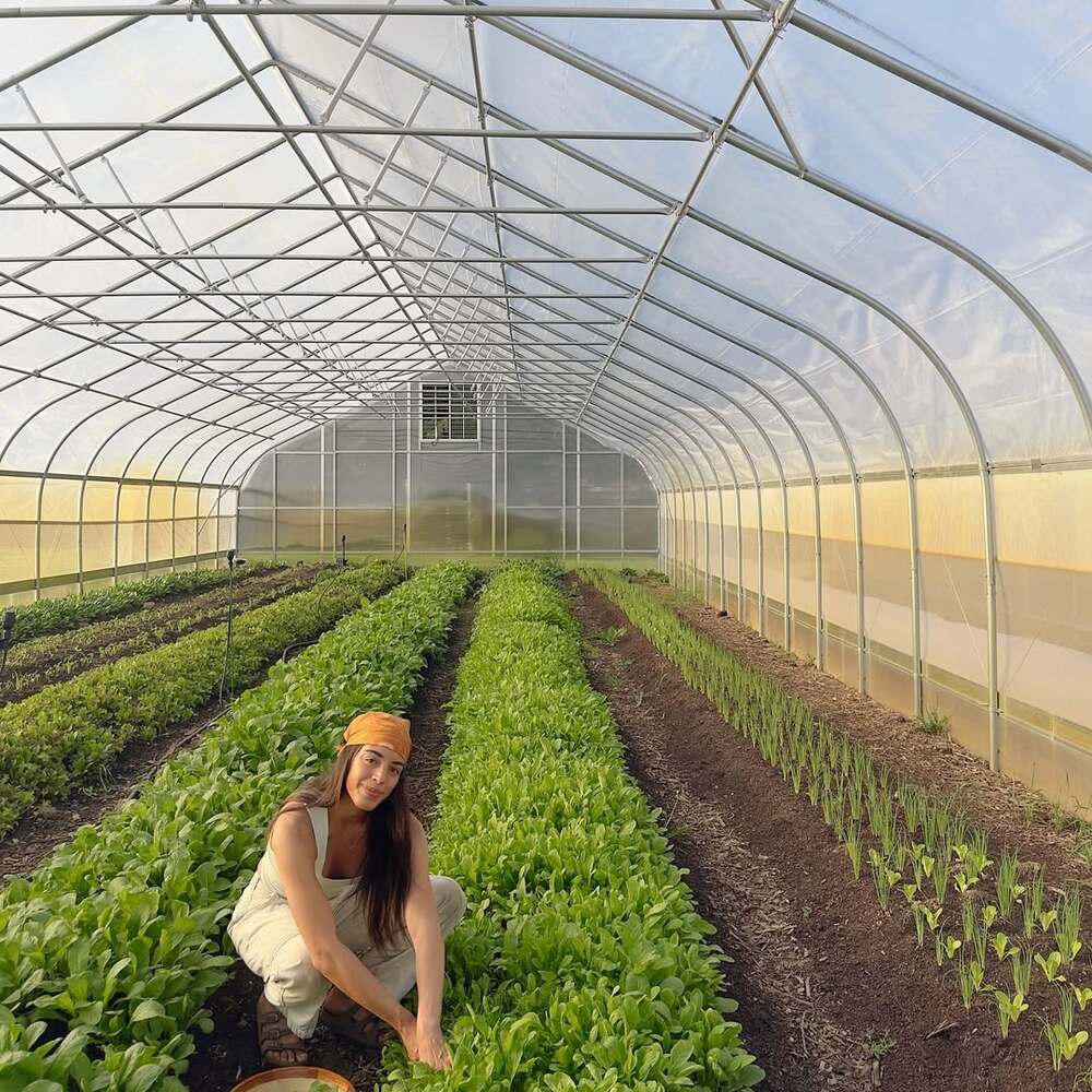 Woman harvesting greens in greenhouse Woman harvesting greens in greenhouse
