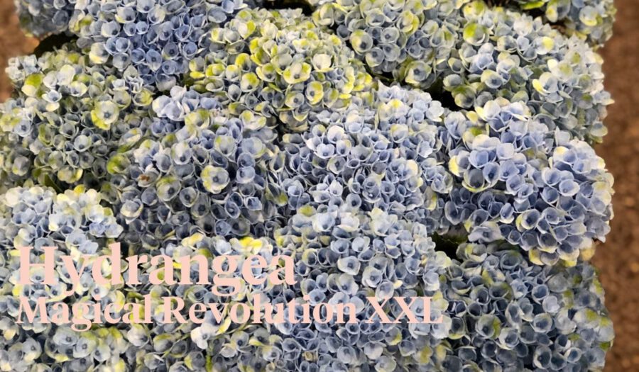 Peter's weekly Menu 27 - Hydrangea Magical Revolution XXL - On Thursd.