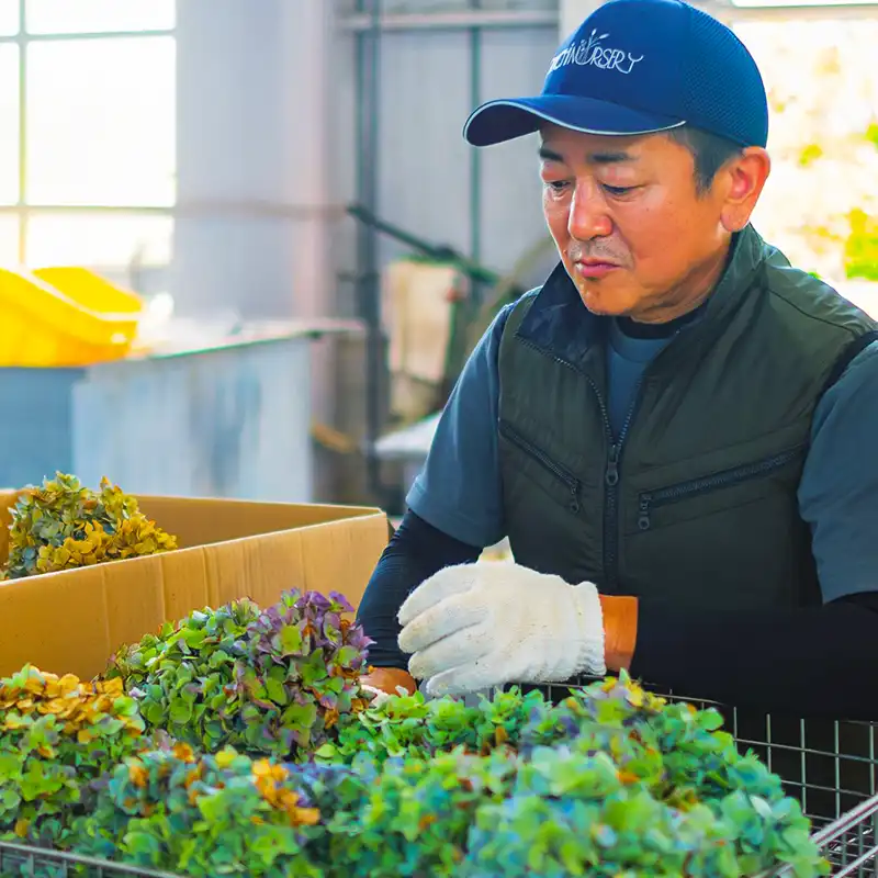 Japan’s Ohchi Farm Brings You the Best Preserved Flowers and Dried Floral Products.
