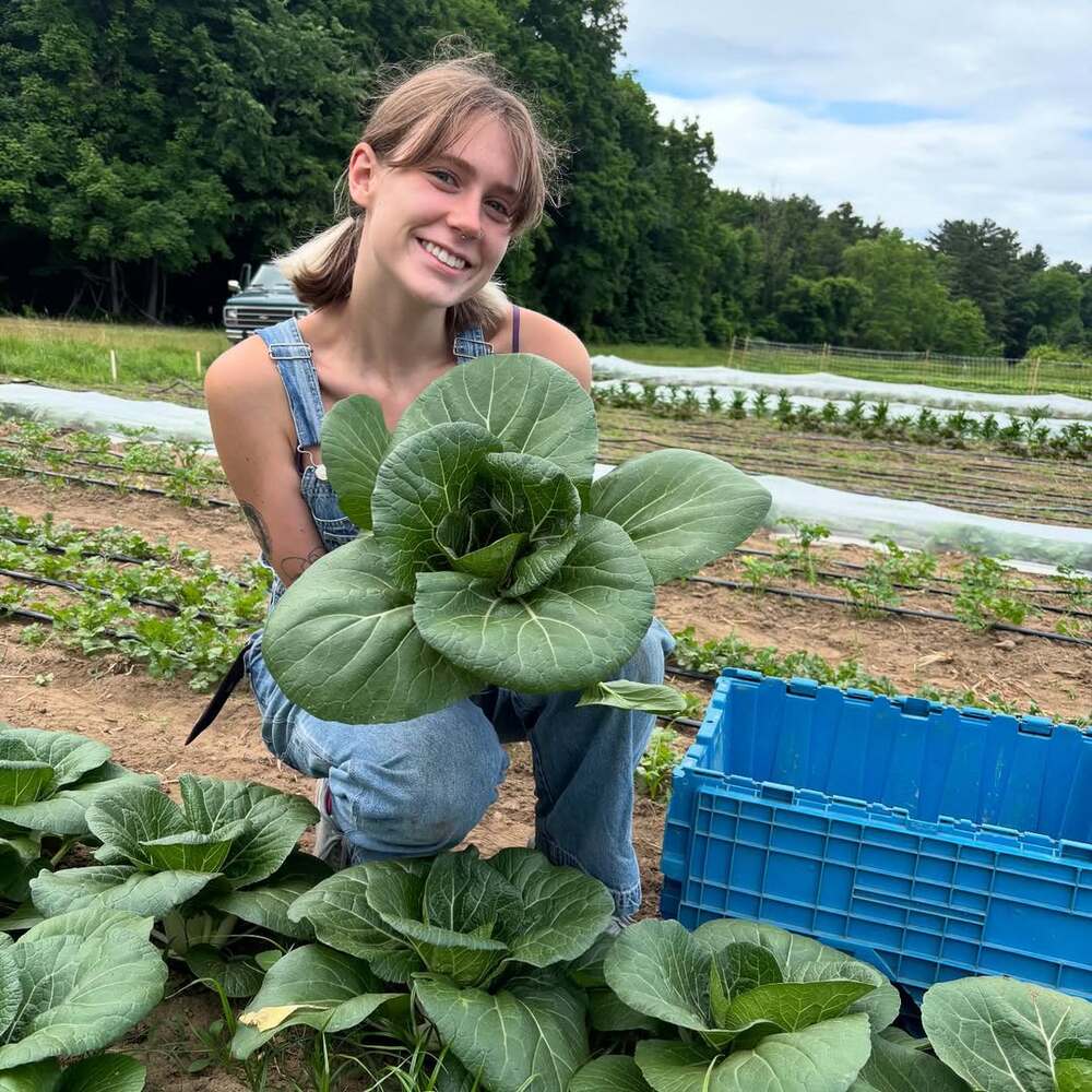 Smiling farmer harvesting organic bok choy Smiling farmer harvesting organic bok choy
