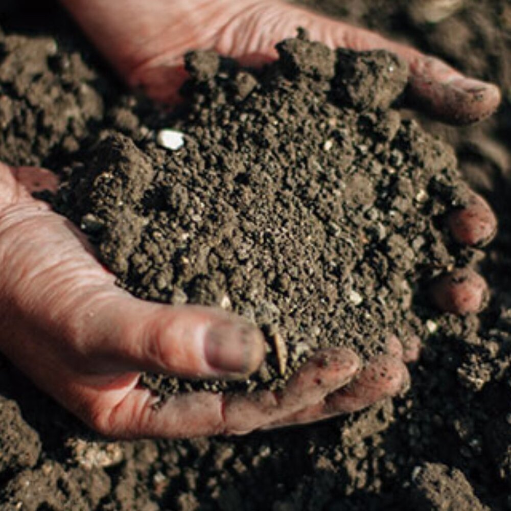Hands holding nutrient-rich garden soil Hands holding nutrient-rich garden soil