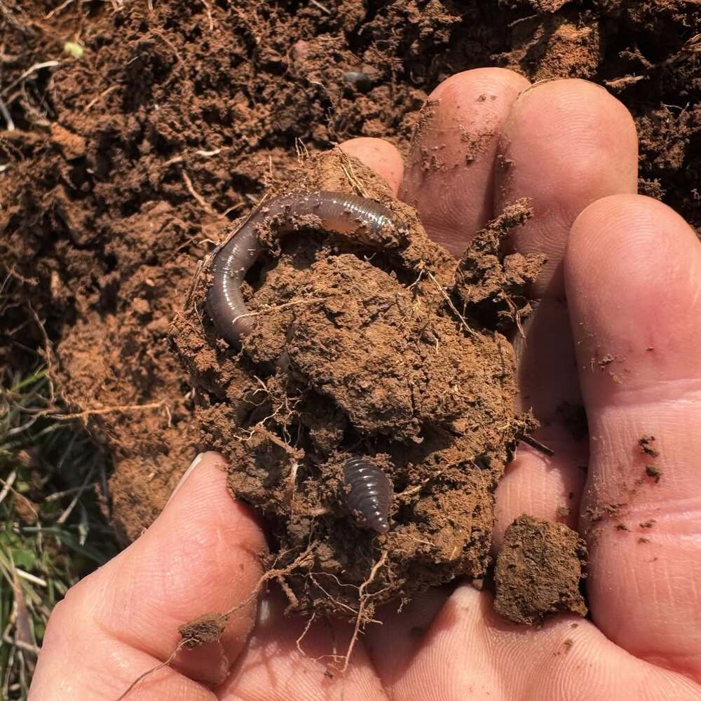 Earthworm in nutrient-rich garden soil Earthworm in nutrient-rich garden soil