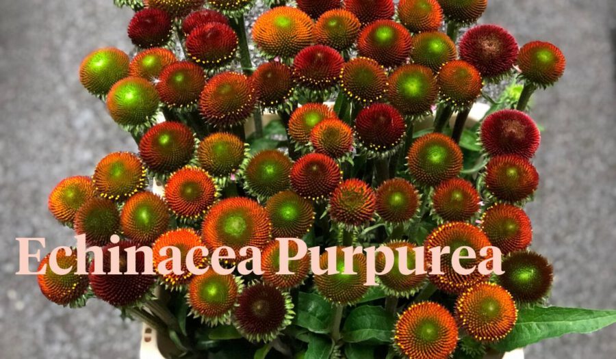 Peter's weekly Menu 27 - Echinacea Purpurea - On Thursd.